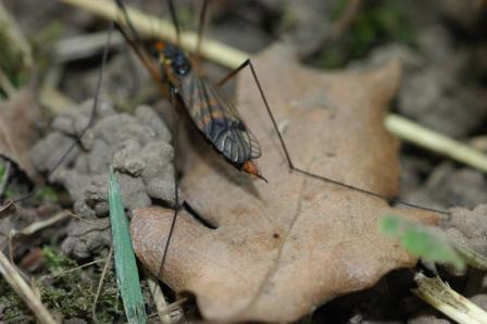 3 foto (Diptera e Homoptera)